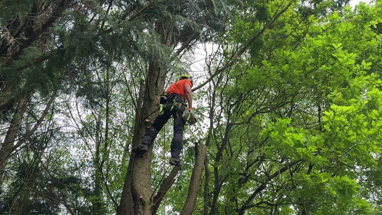 Professional  Tree Services in Harlem, GA